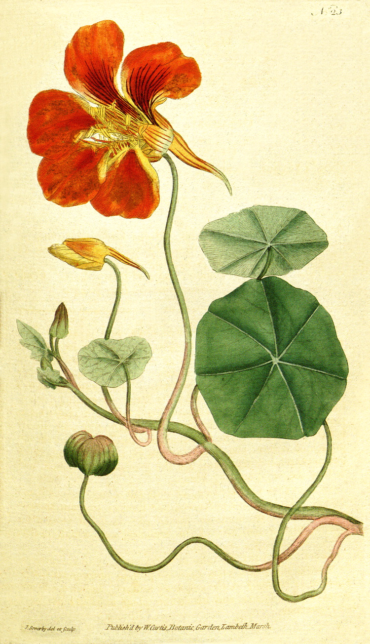 Blomsterkarse (Tropaeolum Medicin Planter