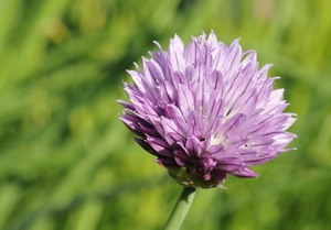 Purløg blomst