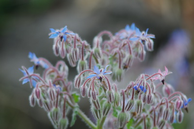 Hjulkrone plante
