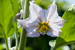 Aubergine blomst