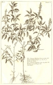 Ocimum basilicum