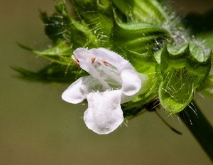 Citronmelissens blomst