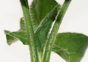 Hjulkrone stængel