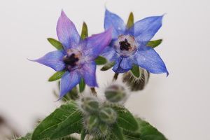 Hjulkrone blomst