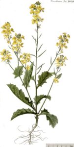 Agersennep - Sinapis arvensis