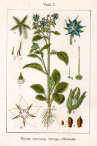 Borago_officinalis