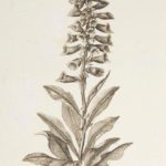 Fingerbøl (Digitalis purpurea)