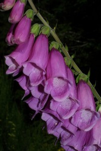 Blomsten på en Fingerbøl
