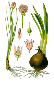 Allium schoenoprasum