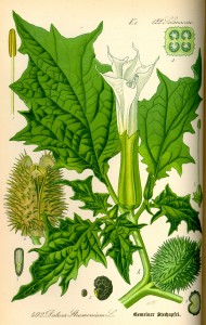 Datura stramonium