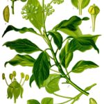 Illustration af Hedera helix (Vedbend, almindelig - efeu)