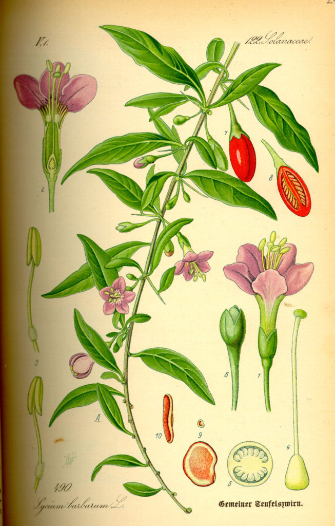 KOLCOWÓJ SZKARŁATNY