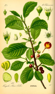 Frangula alnus