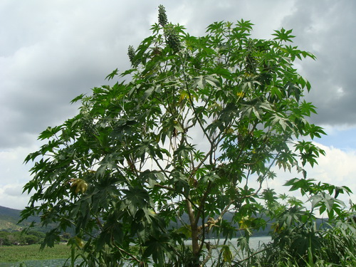 Olieplante - ricinus træ