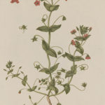 Rød arve (Anagallis arvensis)