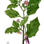 Aubergine (Solanum melongena)
