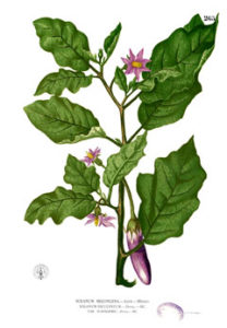 SolanumMelongena