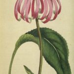 Purpursolhat (Echinacea purpurea)