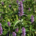 Anisisop (indianermynte) (Agastache foeniculum)