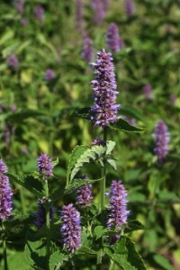 Agastache Foeniculum