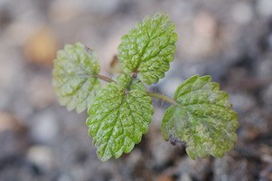 citronmelisse spæd
