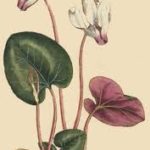 Alpeviol – Cyclame (Cyclamen persicum)