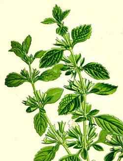 Citronmelisse