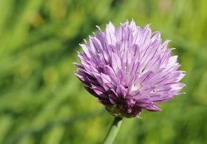 Purløgblomst