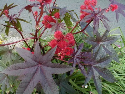 Olieplante - ricinus