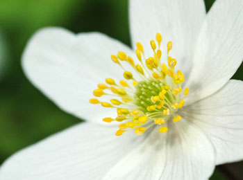 Anemone støknapper og støvfang på en Hvid anemone