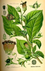 Atropa bella-donna