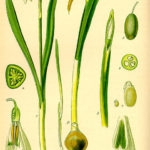 Galanthus nivalis (Vintergæk)