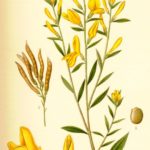 Genista tinctoria (Farve-visse)