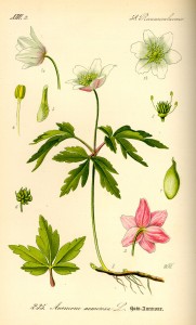 Anemone nemorosa