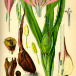 Illustration Colchicum autumnale (Høst-tidløs)