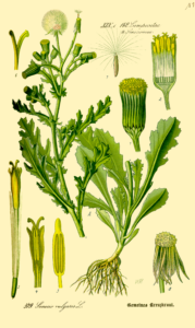 Senecio vulgaris