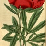 Bonderose (pæon) - (Paeonia officinalis)