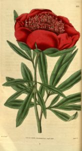 Paeonia officinalis