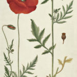 Papaver rhoeas (Korn-valmue)