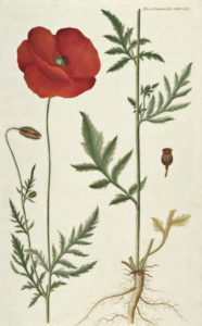 Papaver rhoeas
