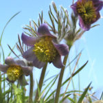Pulsatilla pratensis (Nikkende kobjælde)