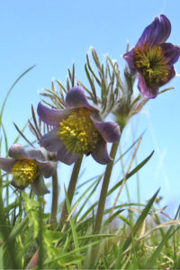Pulsatilla pratensis