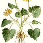 Ranunculus ficaria (Vorterod, almindelig)