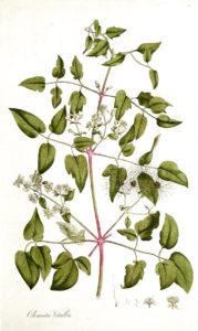 Clematis vitalba
