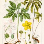 Anemone ranunculoides (Gul anemone)