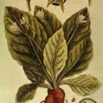 Mandragora (Alrune)