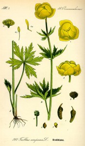Trollius europaeus