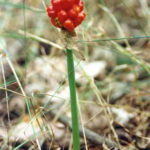 Dansk arum (Arum alpinum)