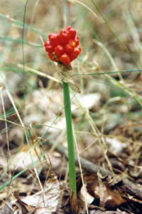 Arum alpinum