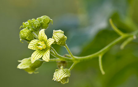 Enbo Galdebær - Blomster